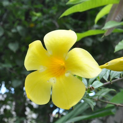 Cynthia Jacinto Photo 24