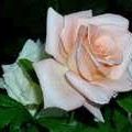 Rosa Esperanza Photo 12