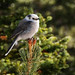 Dianne Gray Photo 34