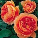 Sarah Cannon Photo 34