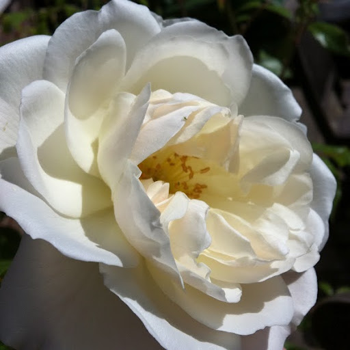 Elizabeth Mason Photo 9