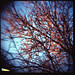 Diana Post Photo 15