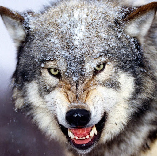 Jerry Wolf Photo 19