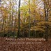 Forrest Leaf Photo 2
