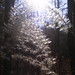 Flora Ray Photo 14