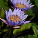 Lily Lin Photo 30