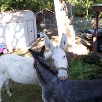 Rhonda Mcreynolds Photo 8