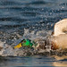Bob Mallard Photo 7