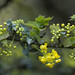 Dale Nevin Photo 4