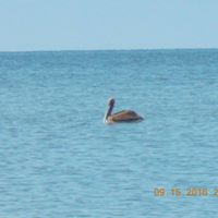 Janice Willis Photo 24