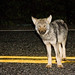 James Wolf Photo 48