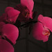 Lan Wu Photo 19