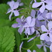 William Lemons Photo 13