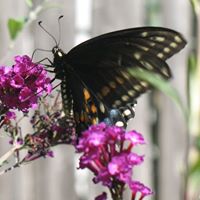 Judith Gates Photo 5