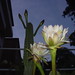Dawn Birdsong Photo 15