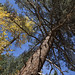 Jeffrey Forest Photo 6