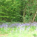 Clayton Woods Photo 32