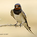 Mohammad Yousef Photo 31