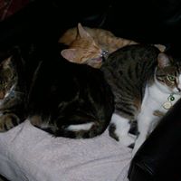 Nancy Vogel Photo 4