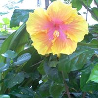 Kitty Sutton Photo 21
