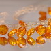 Amber Golden Photo 31