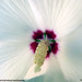 Sharon Crane Photo 39