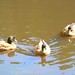 Rodney Mallard Photo 9