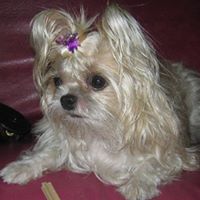 Shirley Chan Photo 43