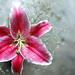 Hoa Ly Photo 21