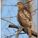 David Hawk Photo 13