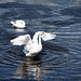 Andrew Swan Photo 13