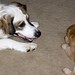 Ginger Foster Photo 19
