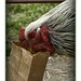 Richard Crow Photo 44
