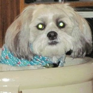 Carrie Krause Photo 9
