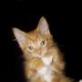 Christina Stevens Photo 15