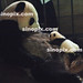 Ke Zheng Photo 9