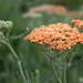 Gail Burns Photo 35