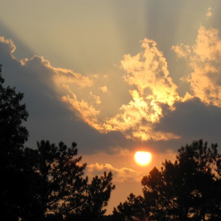 Ann Root Photo 19