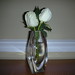 Therese Bush Photo 10