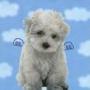 Debbie Siegel Photo 22