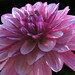 Judith Turner Photo 36