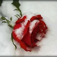 Muhammad Altaf Photo 18