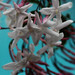 Jasmine Blue Photo 14