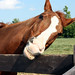 Bruce Chestnut Photo 5