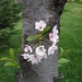Virginia Cherry Photo 30