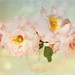 Shana Buck Photo 10