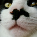 Hank Sharp Photo 8
