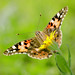 Cynthia Winters Photo 18