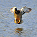 Steve Land Photo 35