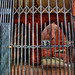 Virginia Gates Photo 20